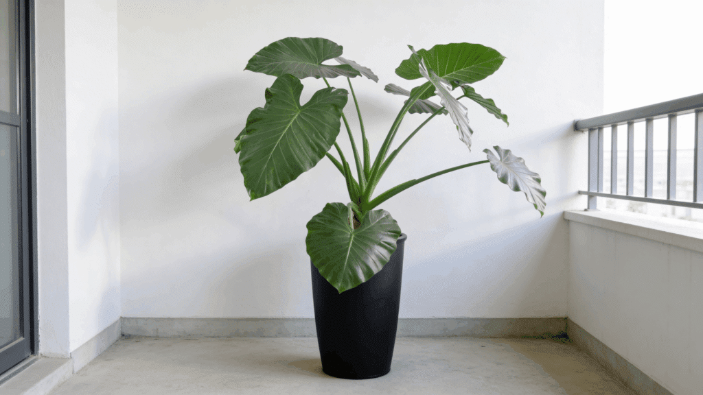 large green elephant ear plant in black pot on a bright balcony corner with white walls and metal railing