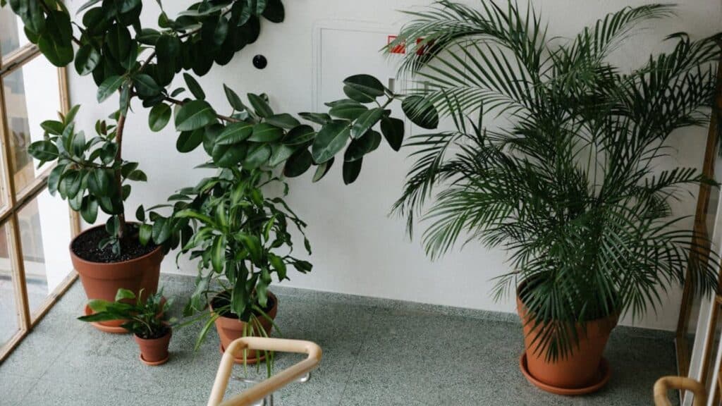 large indoor plants in corner near window with rubber plant and palm in pots creating natural home decor look