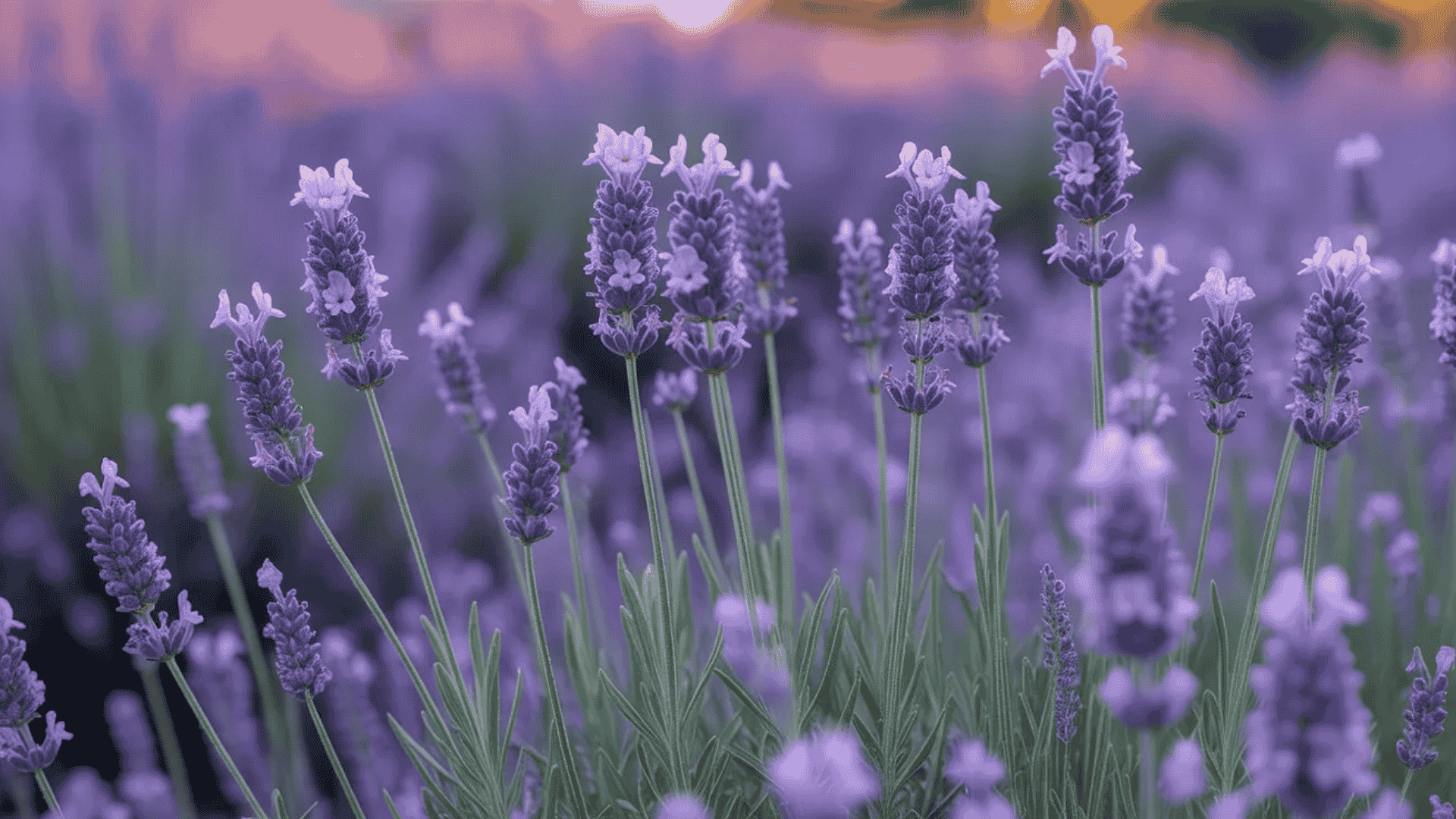 lavender flowers that smell good in full bloom with a calming fragrance in the garden
