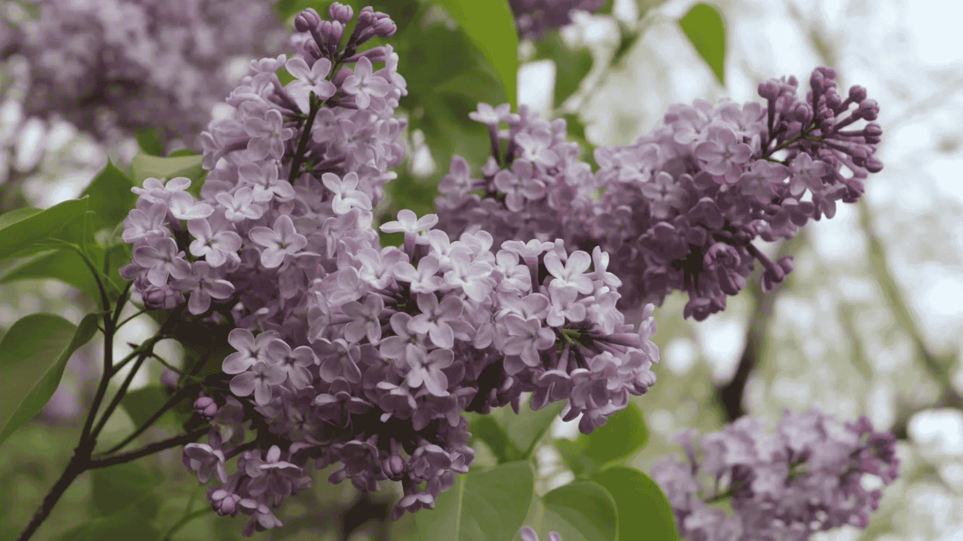 lilac flowers that smell good with a floral fragrance growing on a bush in a garden