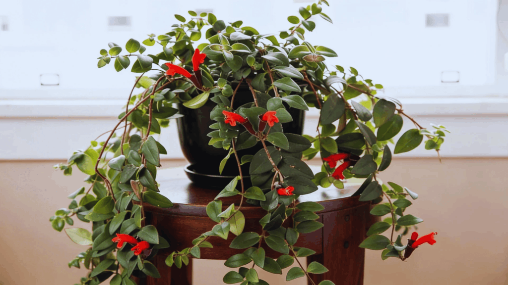 lipstick plant with red flowers trailing from black pot on wooden table near bright indoor window