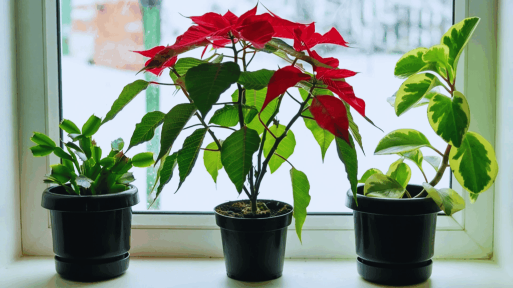 low light plants indoor on window sill with poinsettia and green houseplants in black pots