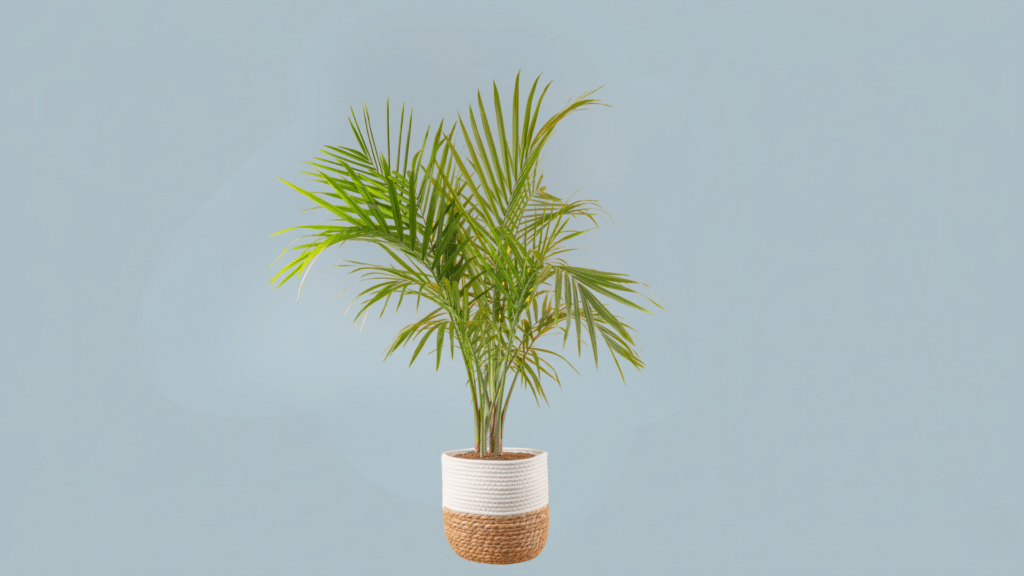 majesty palm indoors near light with tall arching fronds creating lush tropical