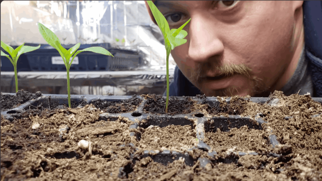 man closely observing young green seedlings growing in soil tray indoors