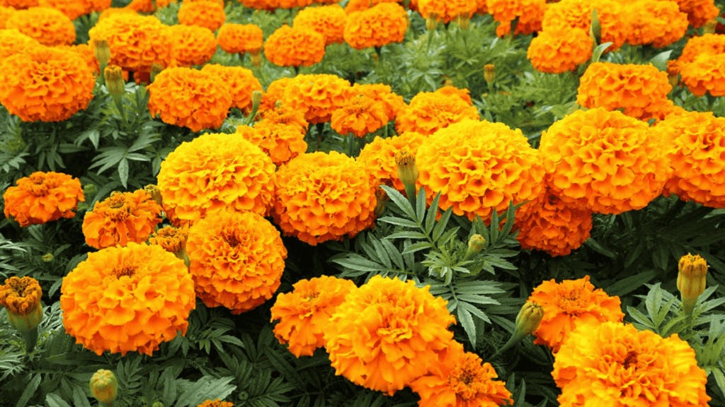 marigold flowers in bright orange and yellow growing in a sunny garden bed with green leaves