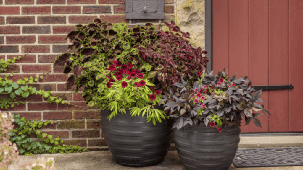 mixed plant container garden with colorful foliage and flowers growing in large pots near a brick wall