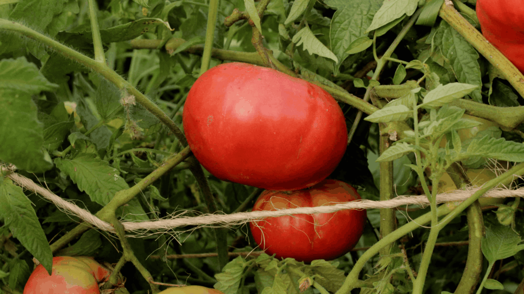 mortgage lifter tomatoes growing on vine surrounded by green leaves in garden