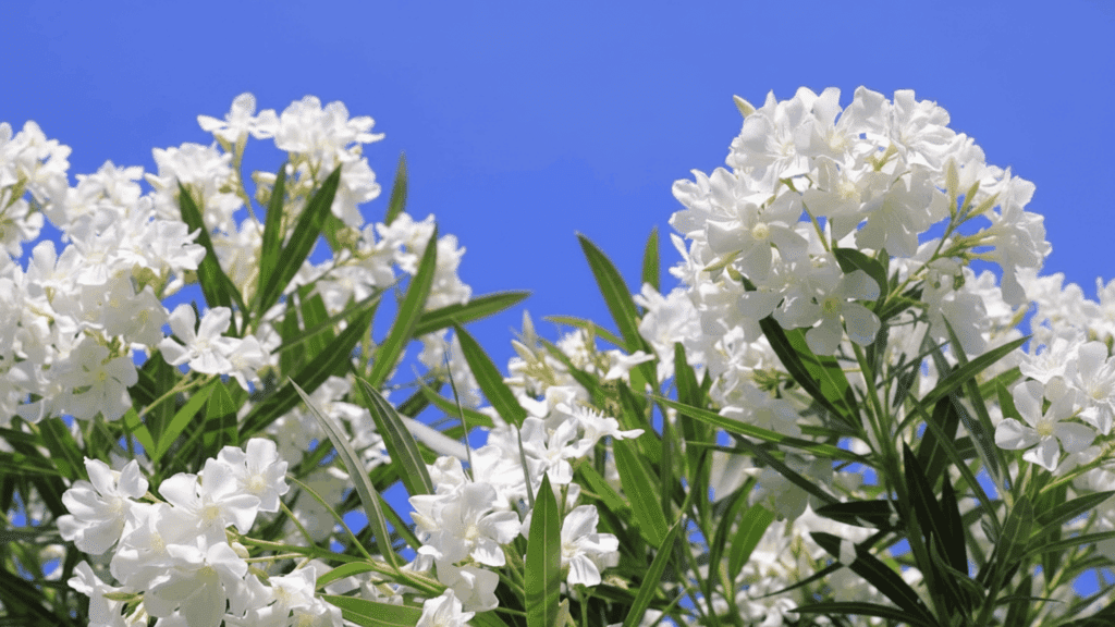 oleander plant with white flowers and green leaves growing in dry soil showing strong drought resistant plant type