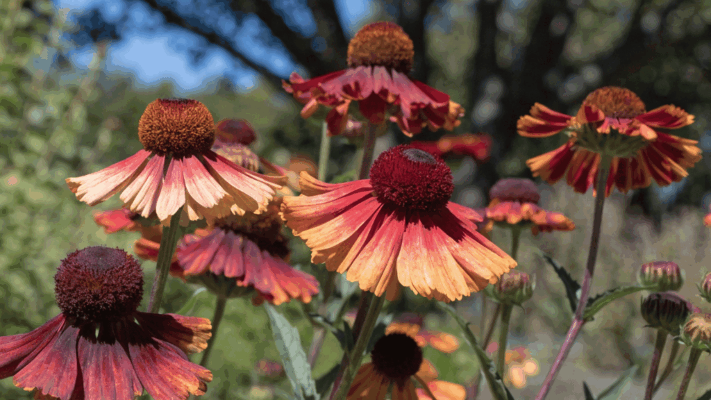 orange and red coneflower blooms with raised centers growing in a sunny garden with blurred trees in background
