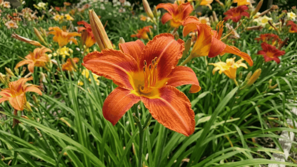 orange daylily flowers blooming in garden bed with green leaves showing perennial flower vs annual garden comparison