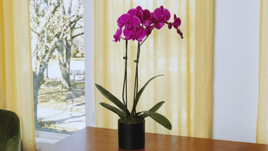 orchid plant with pink flowers in black pot placed on wooden table near window with soft light