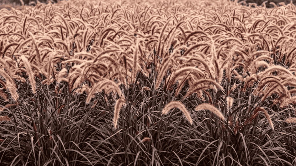 ornamental grasses with green and golden tones moving gently in a natural garden