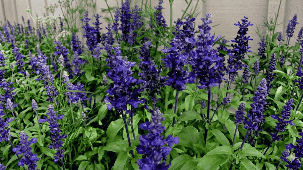 ornamental salvia flowers with purple spikes growing in a bright garden bed