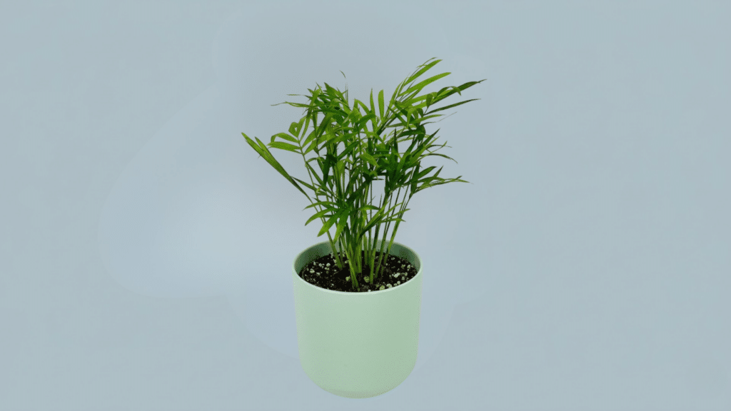 parlor palm in cozy living space with compact lush fronds in pot suitable for low light indoor decor