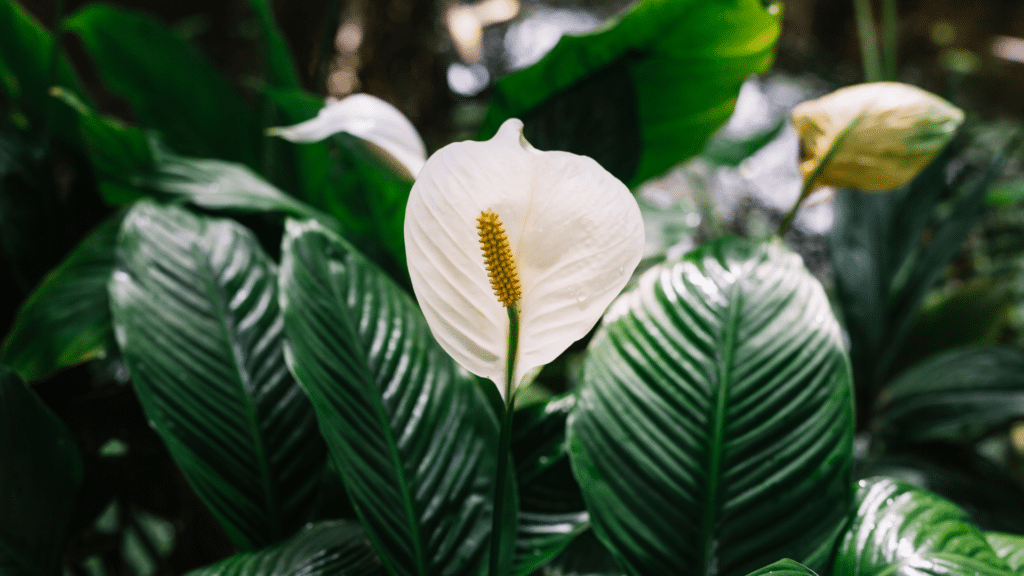 peace lily plant with glossy green leaves and white blooms growing indoors in pot with soft natural light