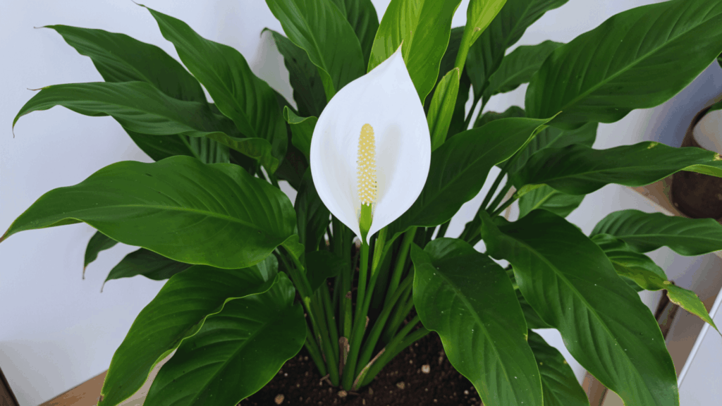 peace lily plant with white flower and green leaves in pot placed indoors near wall and natural light