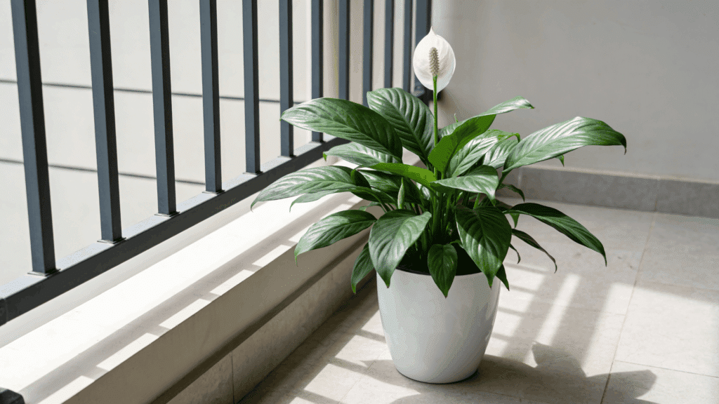 peace lily plant with white flower in a white pot placed on a tiled balcony floor near metal railing