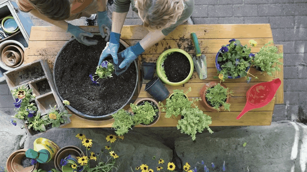 perennial flowers vs annual two people planting flowers in soil with pots tools and green plants arranged on wooden table outdoors