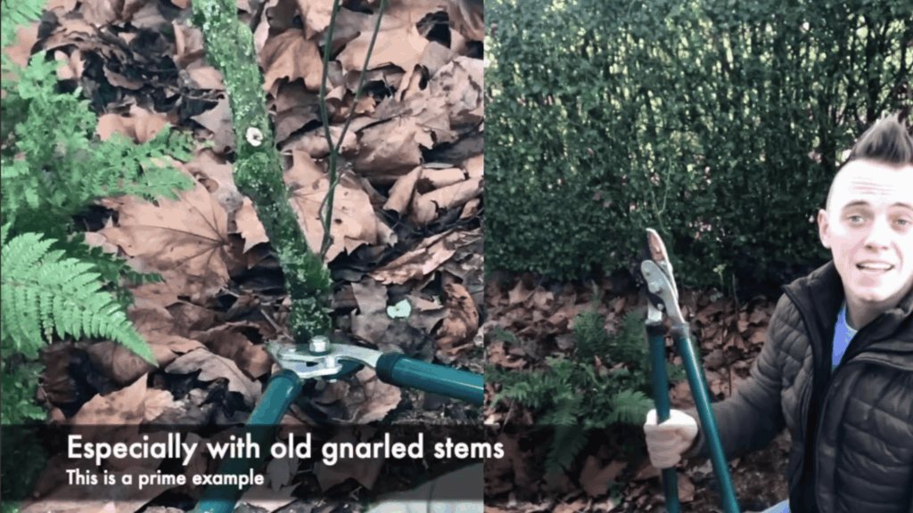person holding pruning tool cutting thick plant stem near ground with text about old stems