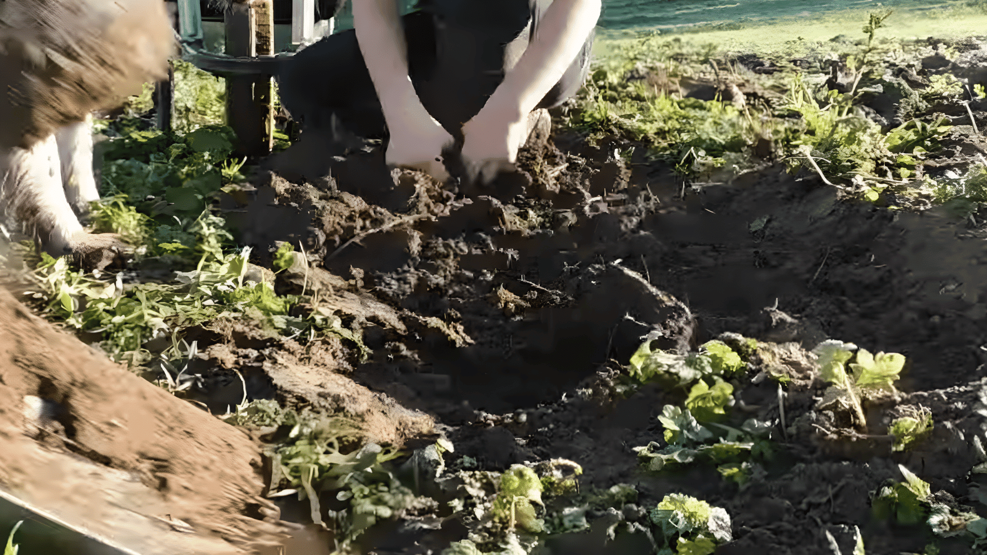 person kneeling in garden using hands to dig soil while dog stands nearby