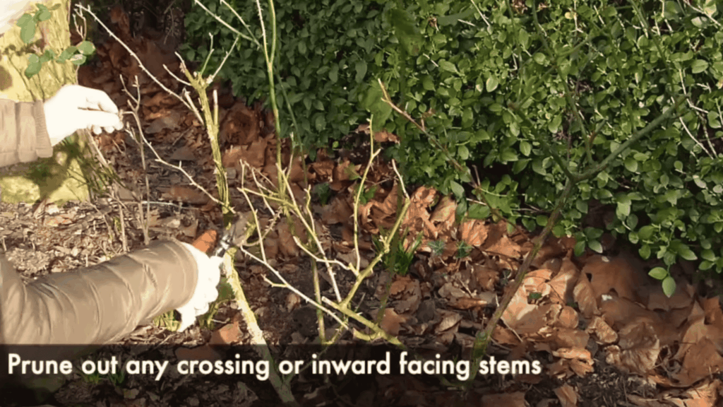 person pruning plant stems near ground with text about removing inward or crossing stems