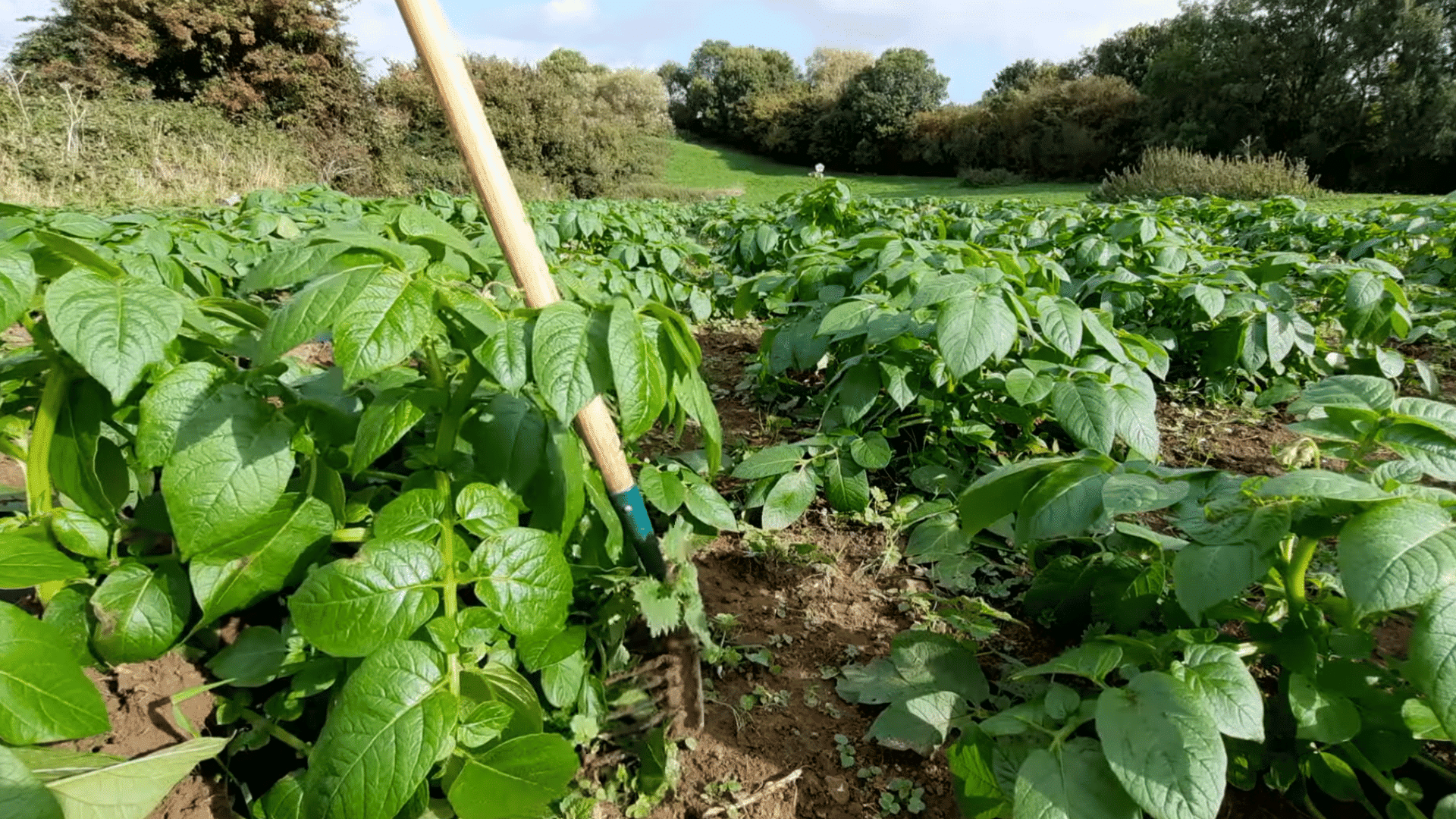 person using hoe to remove weeds between healthy potato plants in rows