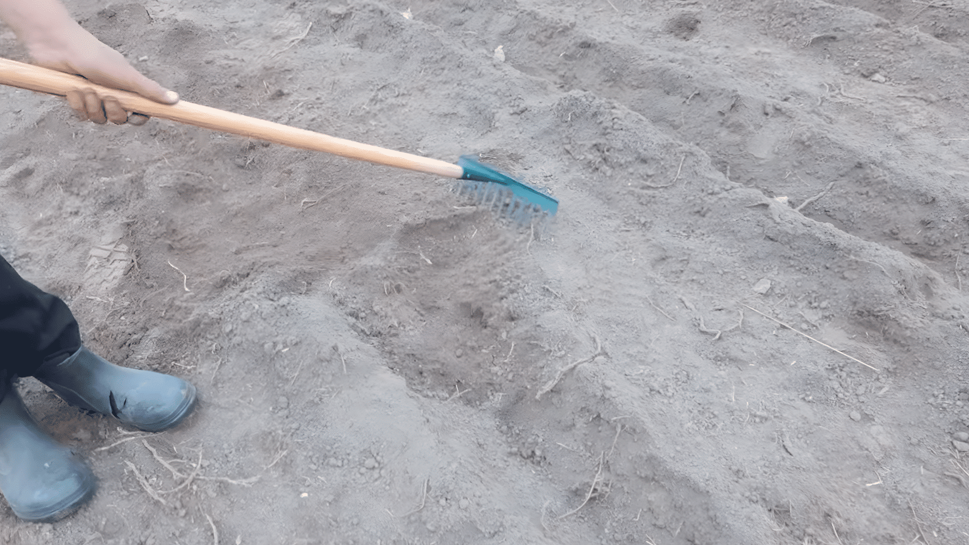 person using rake to cover soil over planted potatoes in prepared garden bed