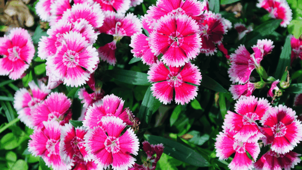 pink and white dianthus flowers blooming densely with rich green leaves