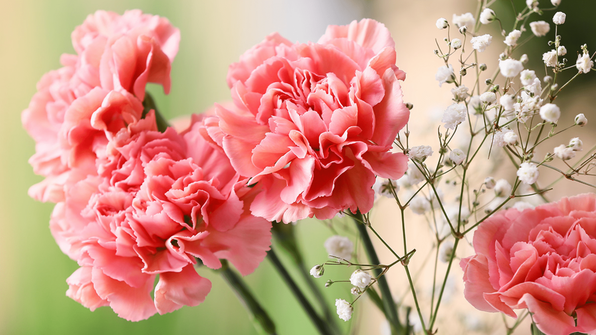 pink carnations with soft frilled petals surrounded by white baby's breath perfect flowers that smell good