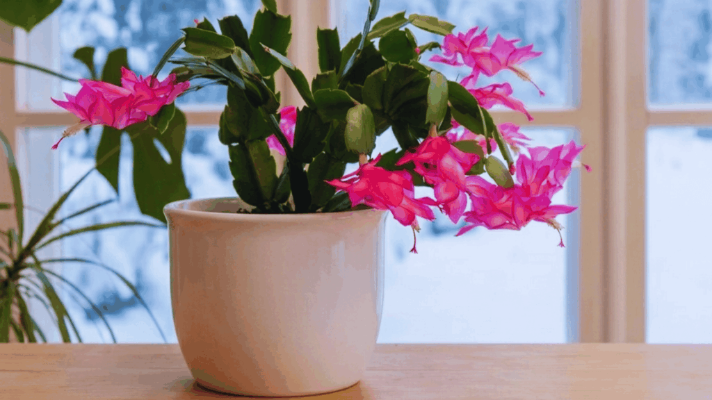 pink christmas cactus in white pot on wooden table near window with soft natural indoor light