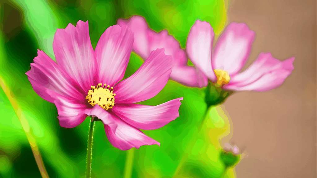pink cosmos flowers with yellow centers blooming on slender stems in a garden fast growing plants