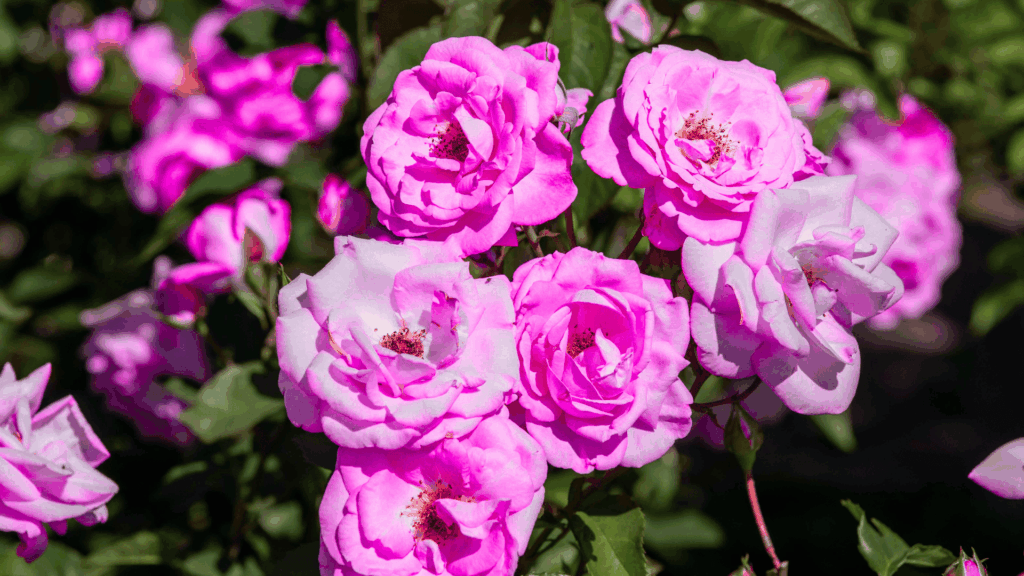 pink rose flowers blooming in a garden with green leaves and buds fast growing plants