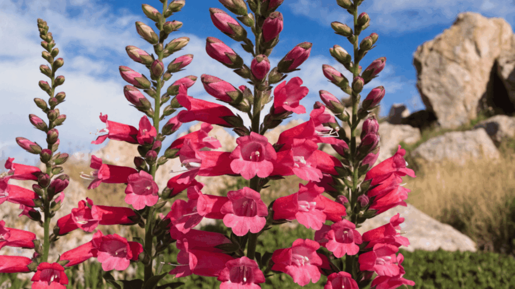 pink tubular flowers growing on tall stems among rocks in a sunny dry landscape