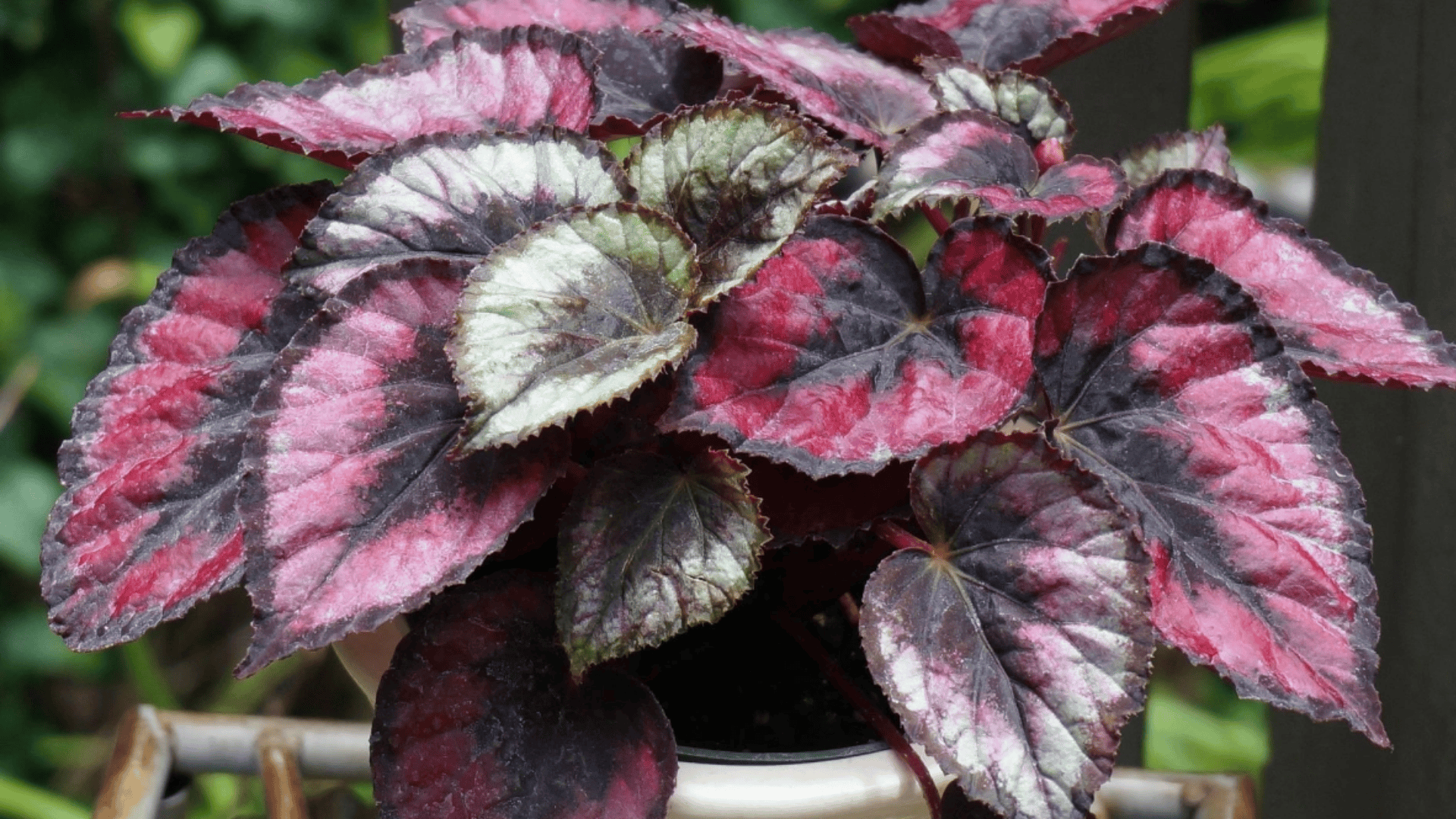 plant with purple and green leaves in a pot showing large textured foliage with deep purple tones and green highlights