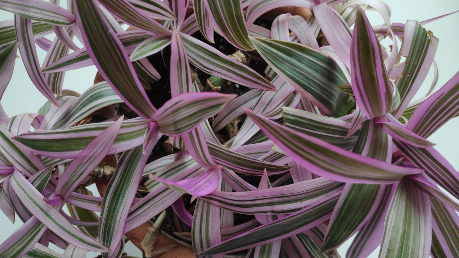plant with purple and green leaves of tradescantia spathacea featuring long striped foliage spreading