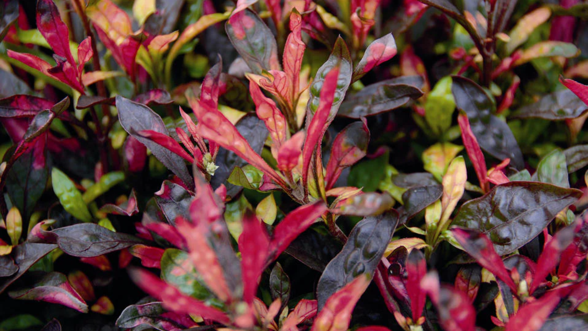 plant with purple and green leaves of alternanthera ficoidea displaying dense colorful foliage
