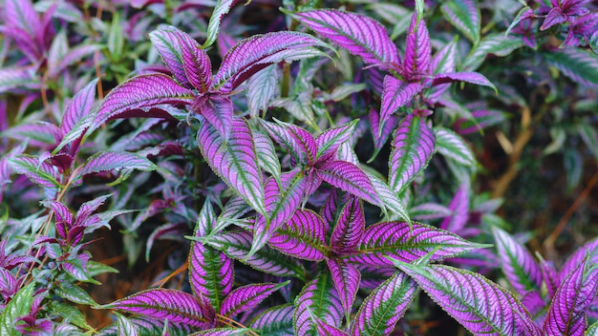 plant with purple and green leaves of strobilanthes dyerianus displaying vibrant metallic purple veins (2)