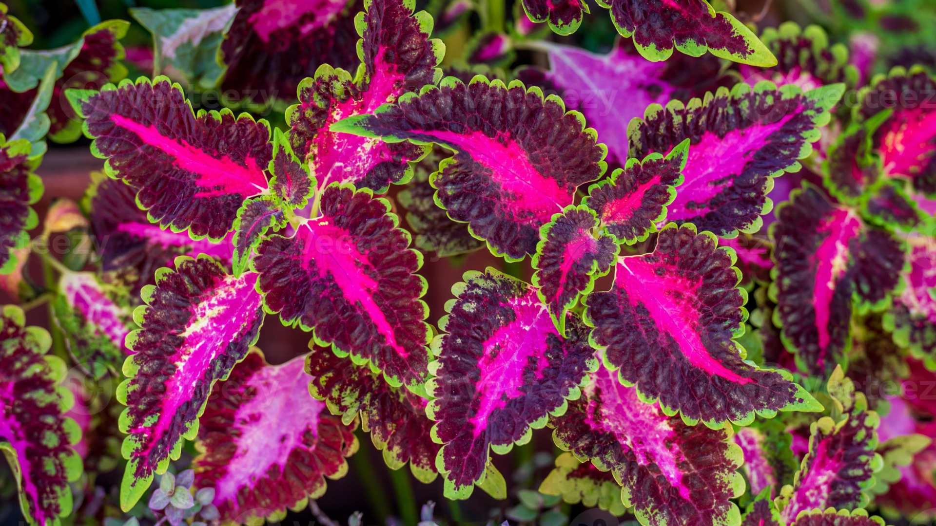 plant with purple and green leaves of plectranthus scutellarioides showcasing ruffled foliage