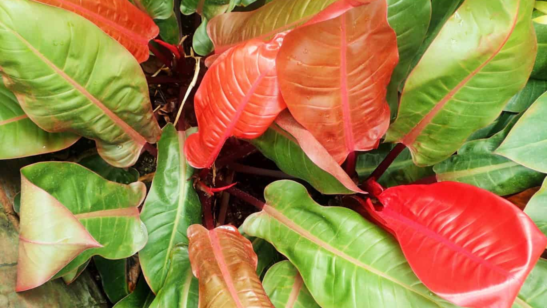 plant with purple and green leaves of philodendron prince of orange showing glossy foliage