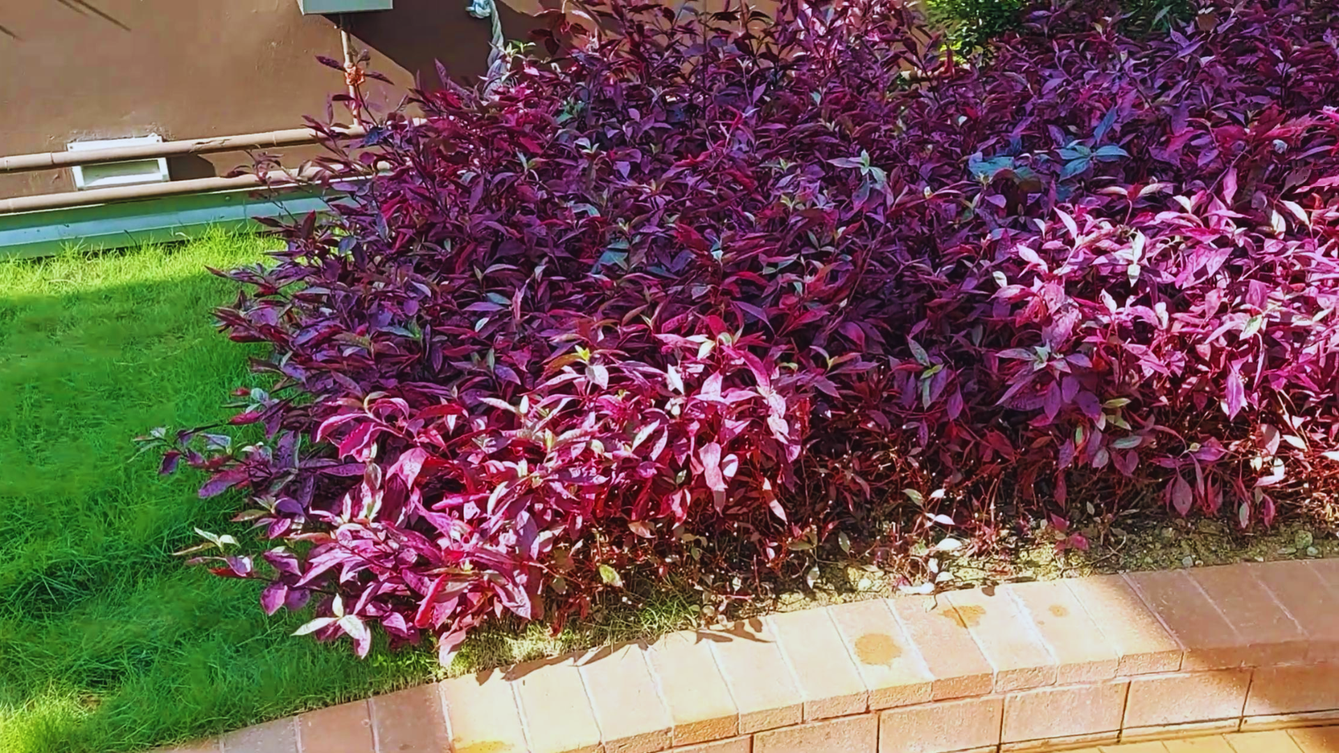plant with purple and green leaves of alternanthera dentata forming a dense ornamental shrub