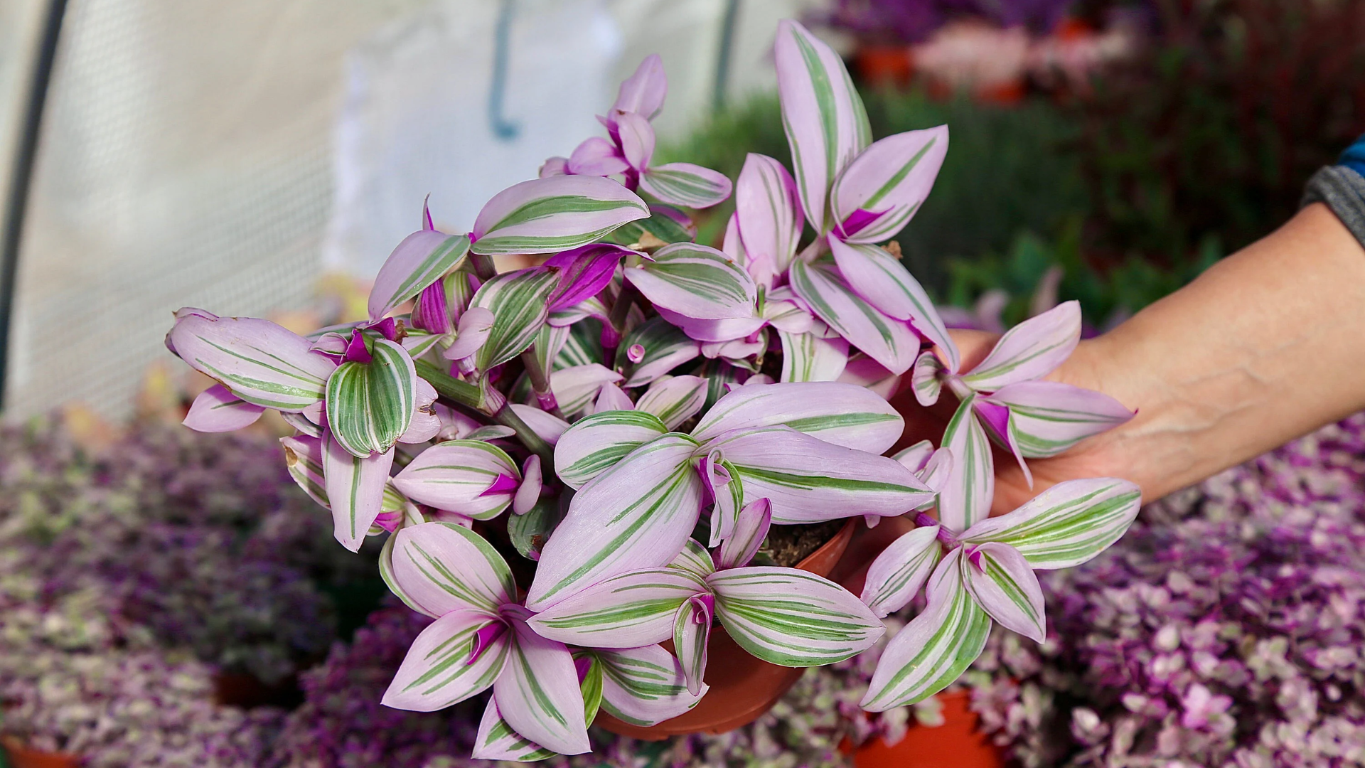 plant with purple and green leaves of tradescantia nanouk showing soft pink striped foliage