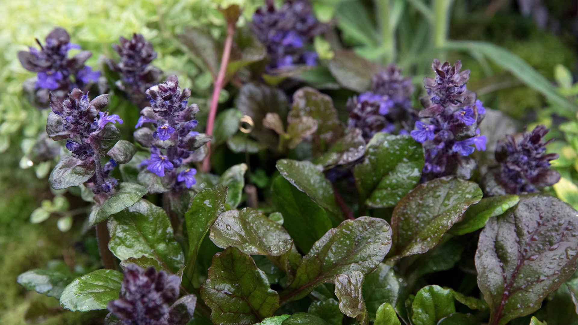 plant with purple and green leaves of ajuga reptans forming low ground cover