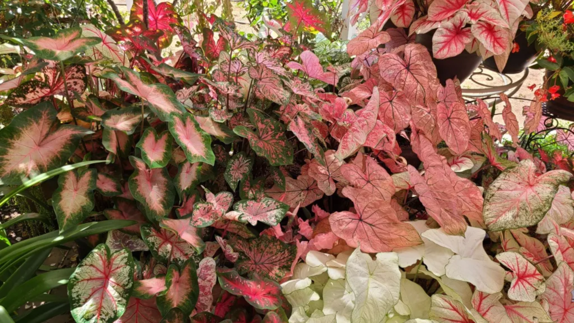 plant with purple and green leaves of caladium purple light showing large heart shaped foliage