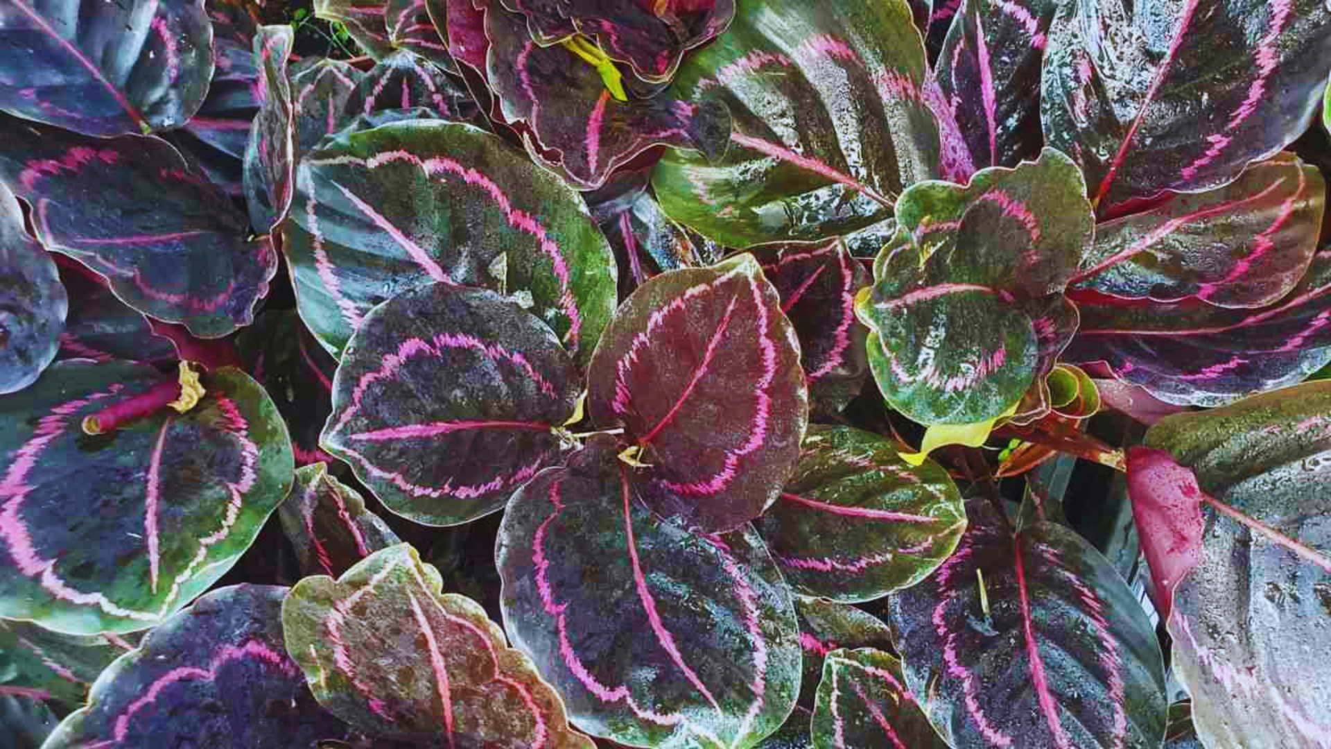 plant with purple and green leaves of calathea roseopicta showing round patterned foliage with purple veins