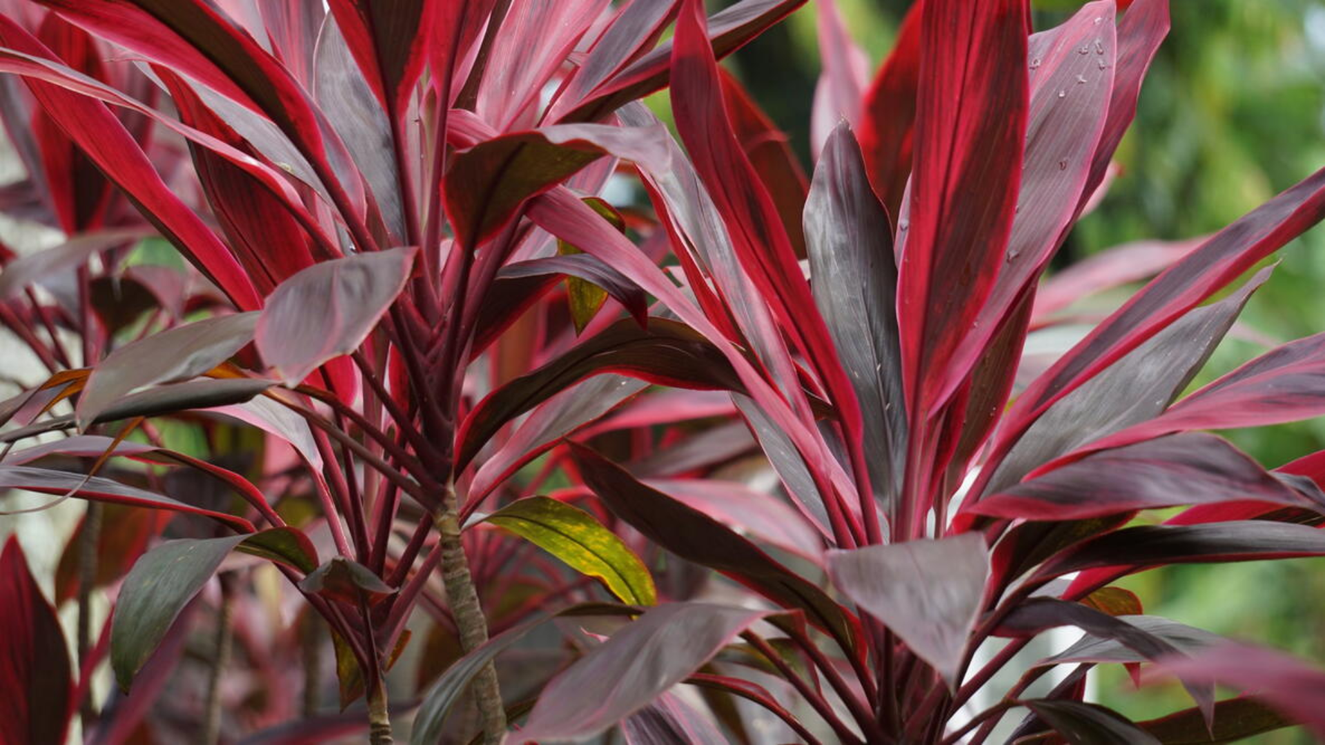 plant with purple and green leaves of cordyline fruticosa showing long glossy burgundy foliage