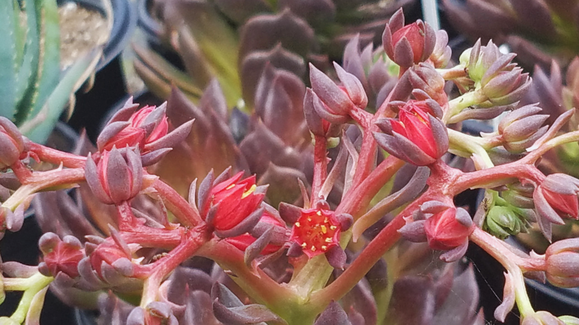 plant with purple and green leaves of echeveria black prince displaying dark pointed succulent rosettes