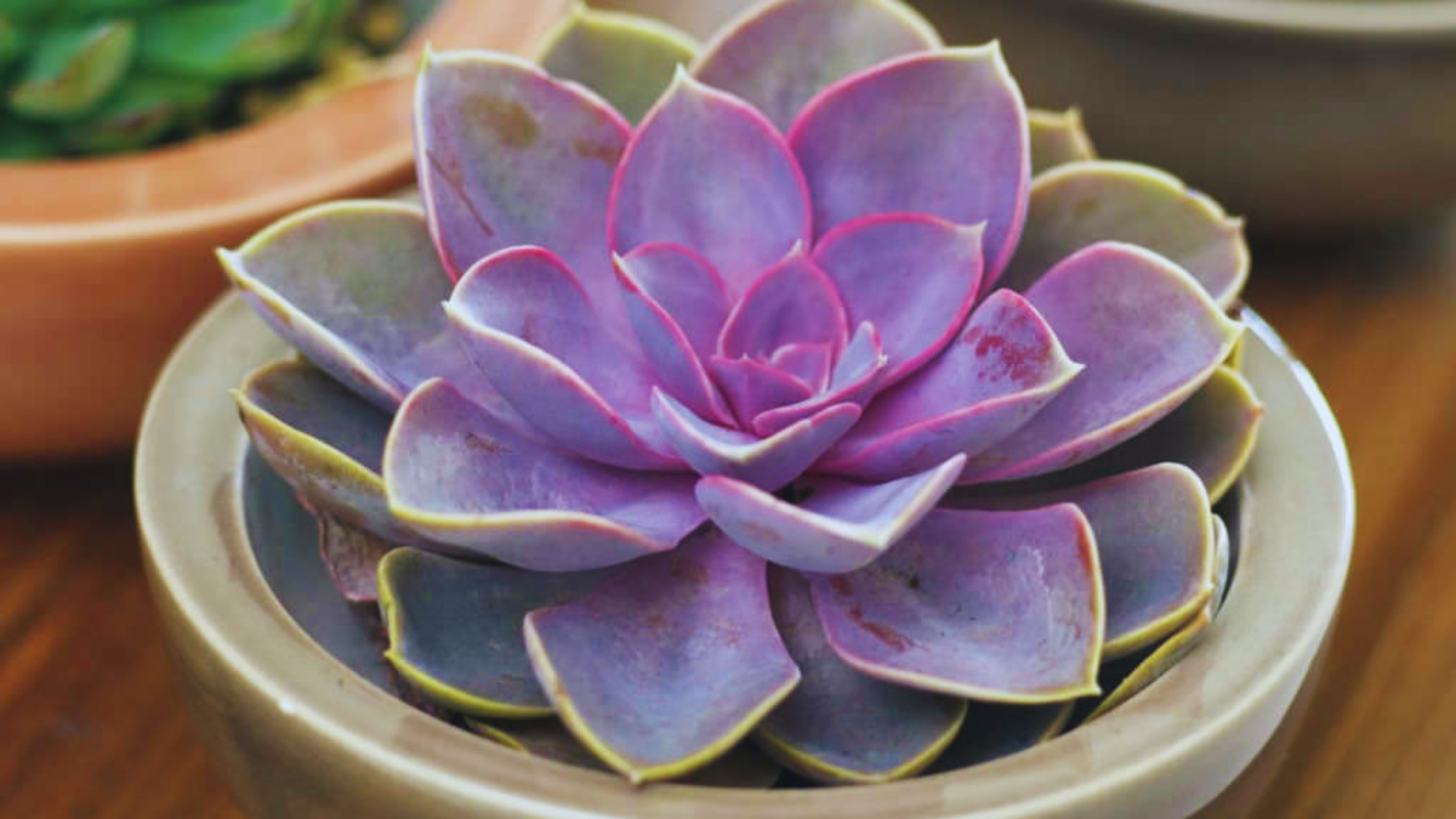 plant with purple and green leaves of echeveria purple pearl forming a rosette succulent