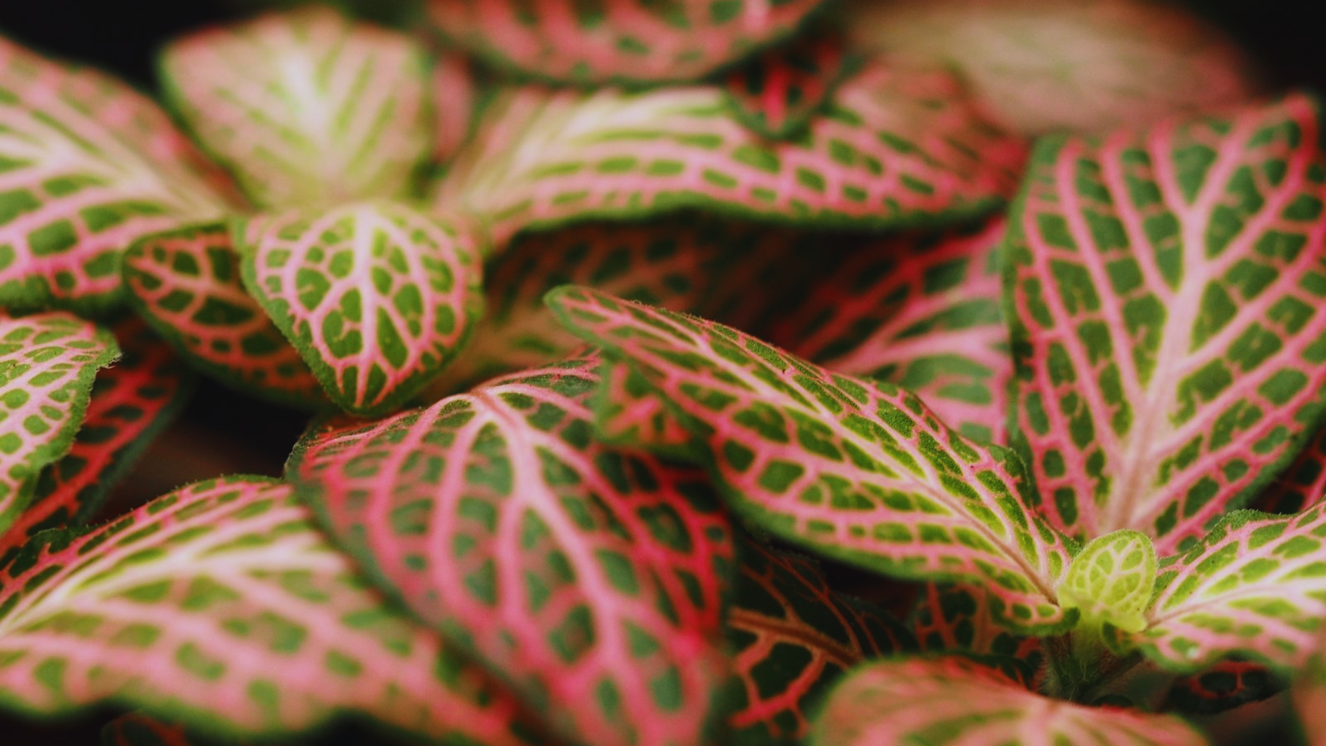 plant with purple and green leaves of fittonia albivenis featuring delicate purple veined foliage