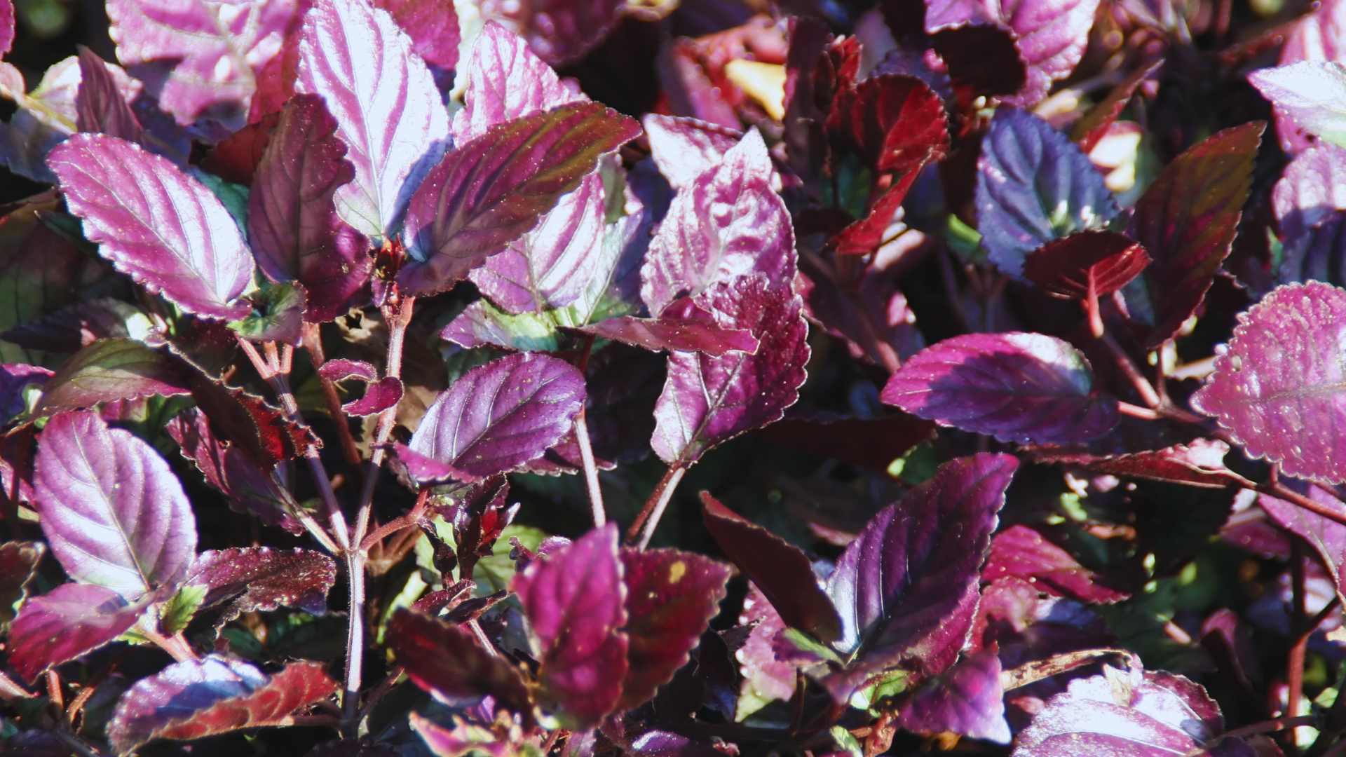 plant with purple and green leaves of hemigraphis alternata showing textured glossy foliage growth