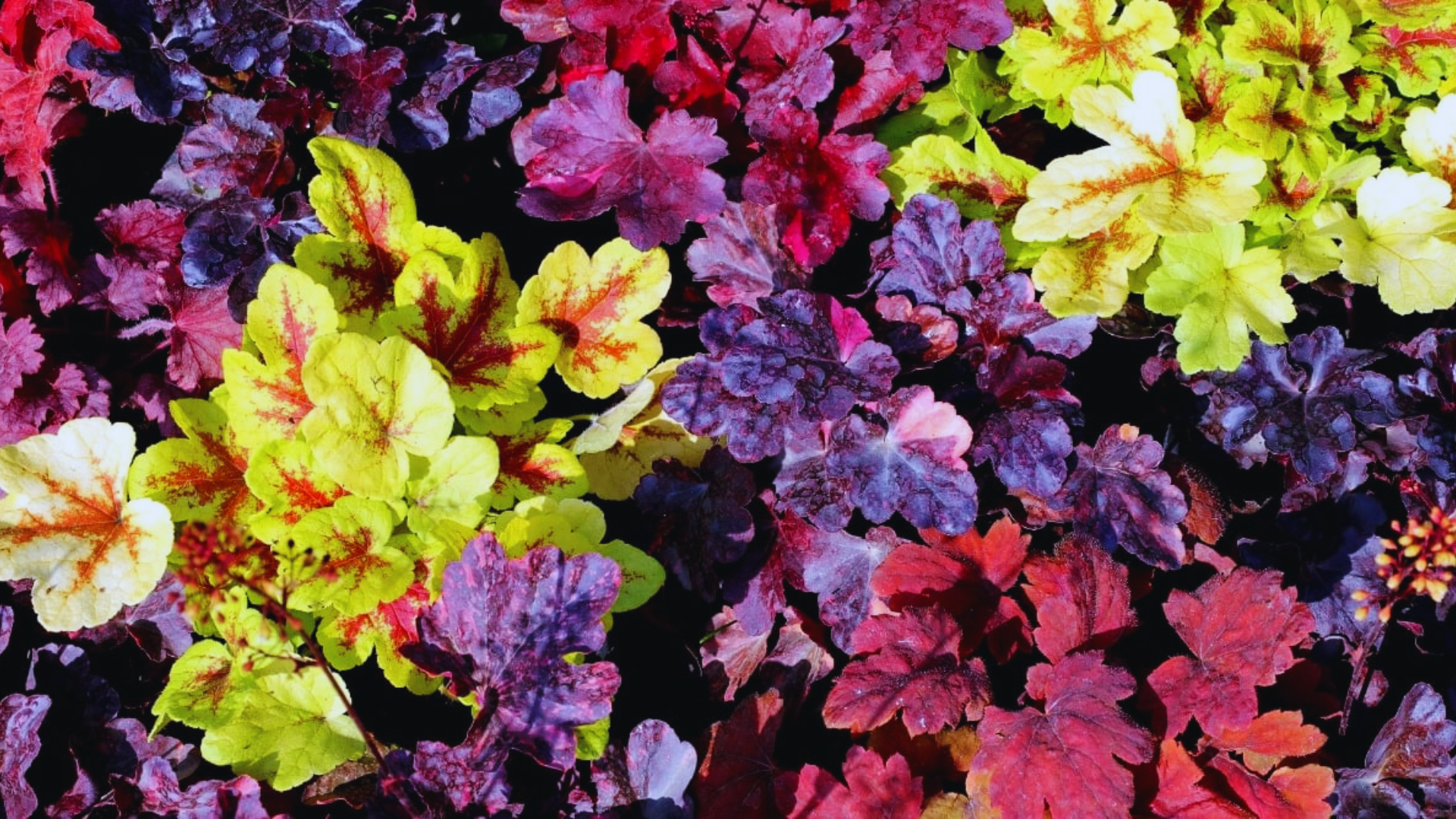 plant with purple and green leaves of heuchera varieties displaying colorful ruffled foliage